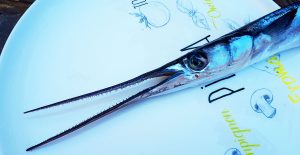 Read more about the article Garfish Spearfishing